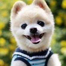 娱乐吃瓜宠物小说,娱乐圈宠物的甜蜜日常